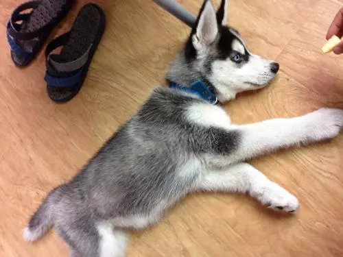 愛犬驅蟲後出現不良反應,主人應注意三要點,牢記不可盲目喂藥