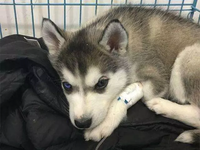 愛犬驅蟲後出現不良反應,主人應注意三要點,牢記不可盲目喂藥