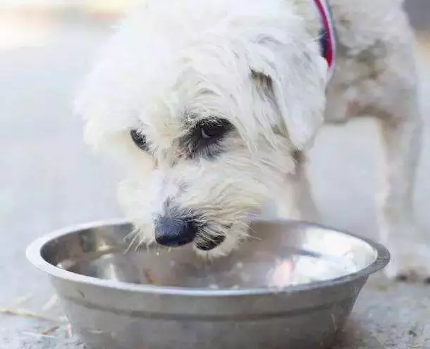 愛犬驅蟲後出現不良反應,主人應注意三要點,牢記不可盲目喂藥