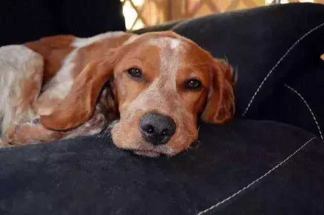 愛犬驅蟲後出現不良反應,主人應注意三要點,牢記不可盲目喂藥