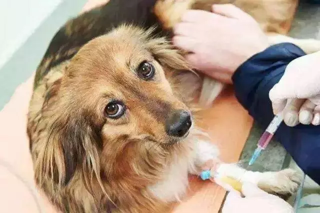 愛犬驅蟲後出現不良反應,主人應注意三要點,牢記不可盲目喂藥