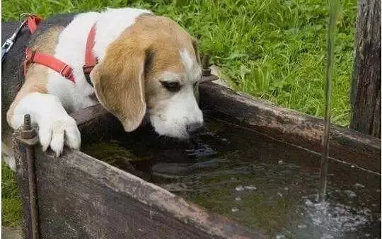 愛犬驅蟲後出現不良反應,主人應注意三要點,牢記不可盲目喂藥