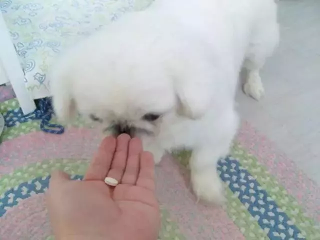 愛犬驅蟲後出現不良反應,主人應注意三要點,牢記不可盲目喂藥