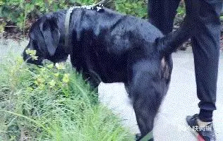 養狗之後,我最害怕遇到這幾種人