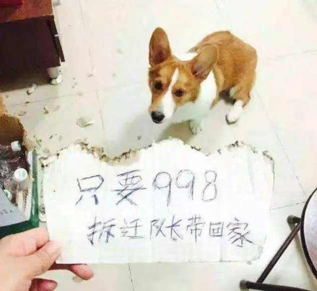 自從養了狗,我自己都懷疑月薪三千的我,家裡可能真有礦
