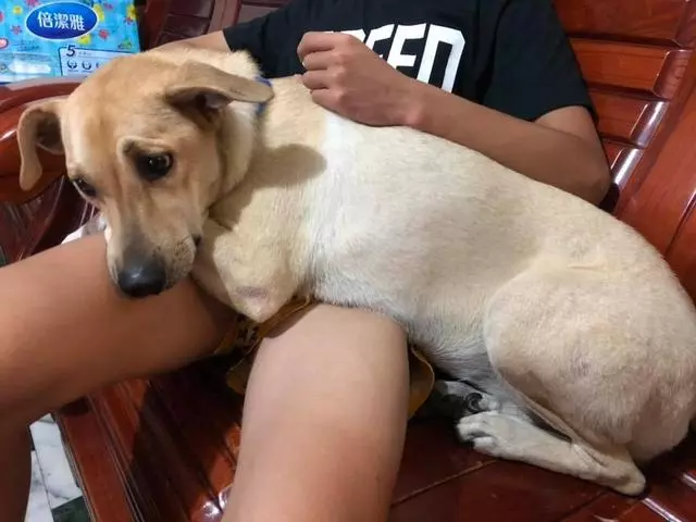 被遺棄過的狗狗有多害怕失去,散步的時候轉個彎,都要回頭找主人