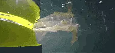 為挽救海洋生命,2人堅持10年發明的黑科技,凈化海洋水質