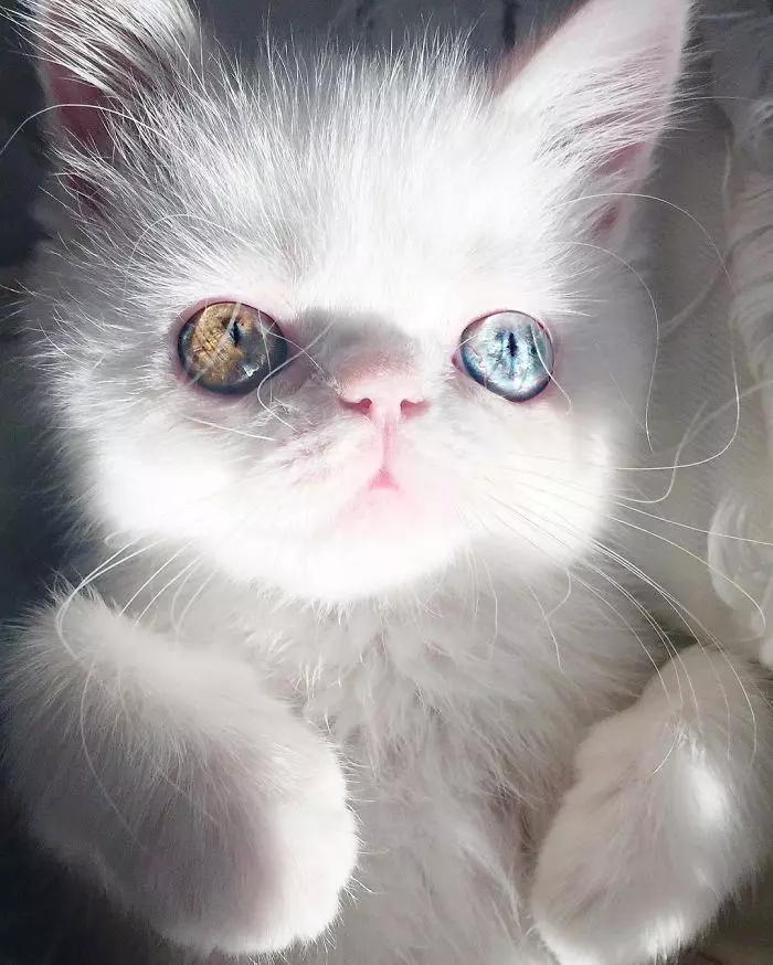 超激萌的小貓擁有世上最催眠的雙眼,當陽光照到她的眼睛散發出珠寶的光芒真的美到無法直視!