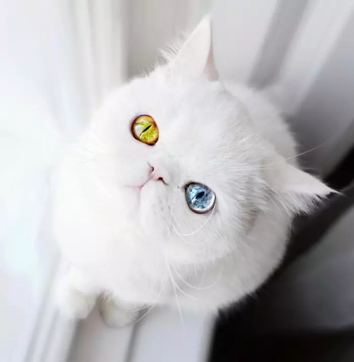 超激萌的小貓擁有世上最催眠的雙眼,當陽光照到她的眼睛散發出珠寶的光芒真的美到無法直視!