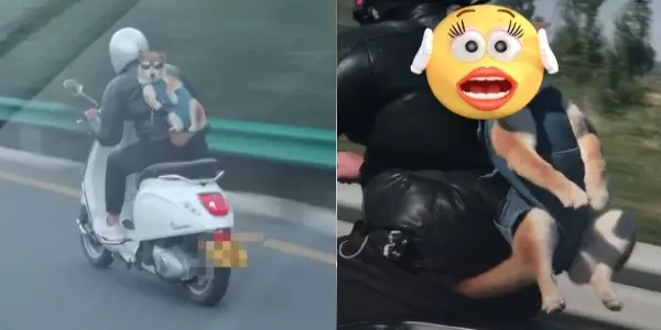 公路上驚見騎士把「柴柴」後背外帶! 沒想到拉下「墨鏡瞬間」,笑瘋網友:快放他下來啦!