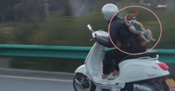 公路上驚見騎士把「柴柴」後背外帶! 沒想到拉下「墨鏡瞬間」,笑瘋網友:快放他下來啦!