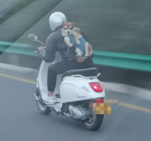 公路上驚見騎士把「柴柴」後背外帶! 沒想到拉下「墨鏡瞬間」,笑瘋網友:快放他下來啦!