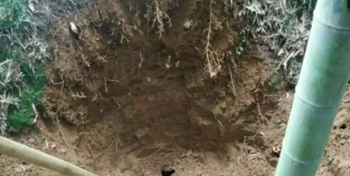 阿公上山挖竹筍不小心挖到「黃金蟒」,倉皇逃跑後想起鋤頭沒拿,回來一看驚叫:撿到寶了
