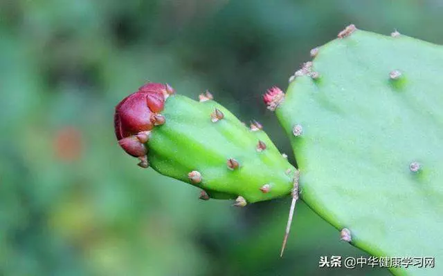 木瓜加食鹽,對付腰突、坐骨神經痛的一把好手,腰椎通了全身輕松