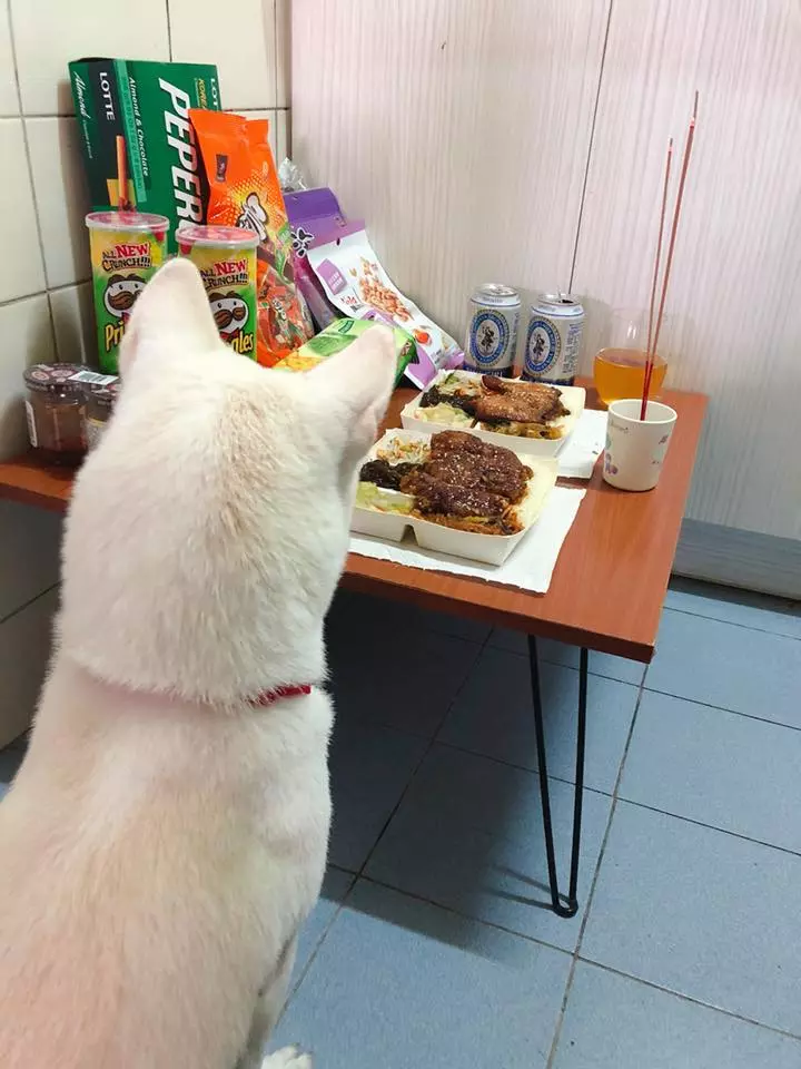 白柴當地基主是麻吉,一守就7年!馬麻笑:「去年偷舔雞腿,今年1炷香燒完秒睡!」