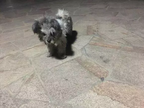 小區愛心糧一直被清理,流浪狗艱難生存,寒冬中渴求一碗狗糧