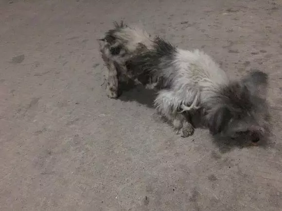 小區愛心糧一直被清理,流浪狗艱難生存,寒冬中渴求一碗狗糧