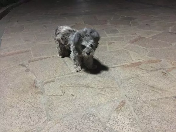 小區愛心糧一直被清理,流浪狗艱難生存,寒冬中渴求一碗狗糧