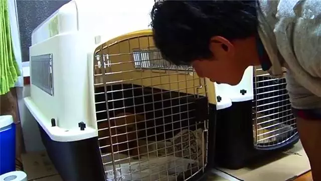 流浪狗意外被救後獲新生,救災行動中脫穎而出,努力工作只為報恩