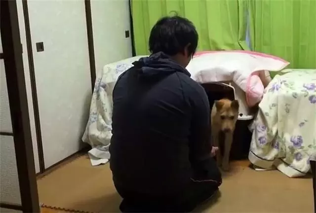 流浪狗意外被救後獲新生,救災行動中脫穎而出,努力工作只為報恩