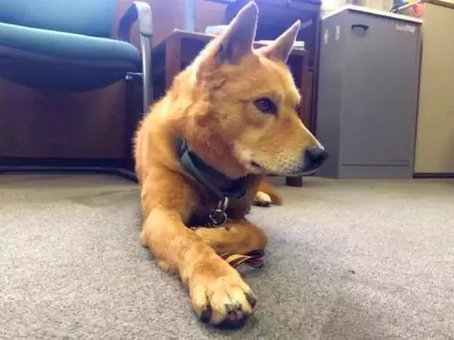 流浪狗意外被救後獲新生,救災行動中脫穎而出,努力工作只為報恩