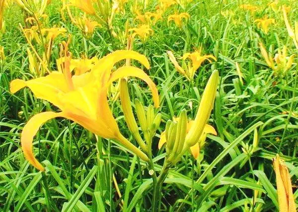 夜裡失眠,多食此菜,治療失眠,預防癌症疾病,還能防止婦科病