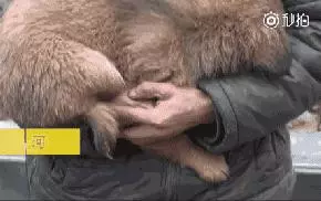 對於貓貓狗狗來說,春節也許是它們最害怕的節日