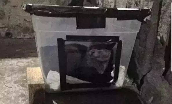 對於貓貓狗狗來說,春節也許是它們最害怕的節日