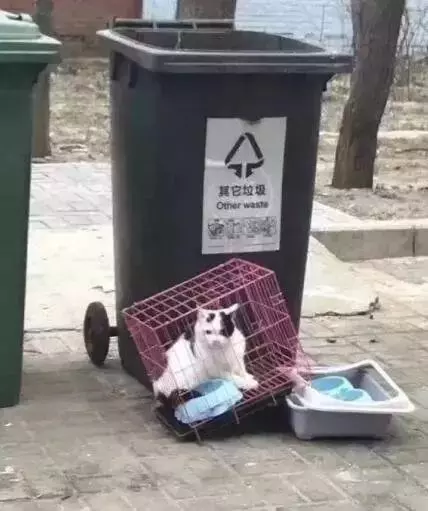 對於貓貓狗狗來說,春節也許是它們最害怕的節日