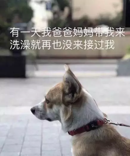 對於貓貓狗狗來說,春節也許是它們最害怕的節日