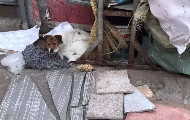 對於貓貓狗狗來說,春節也許是它們最害怕的節日
