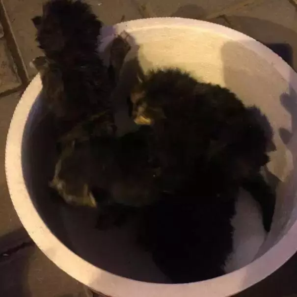 對於貓貓狗狗來說,春節也許是它們最害怕的節日