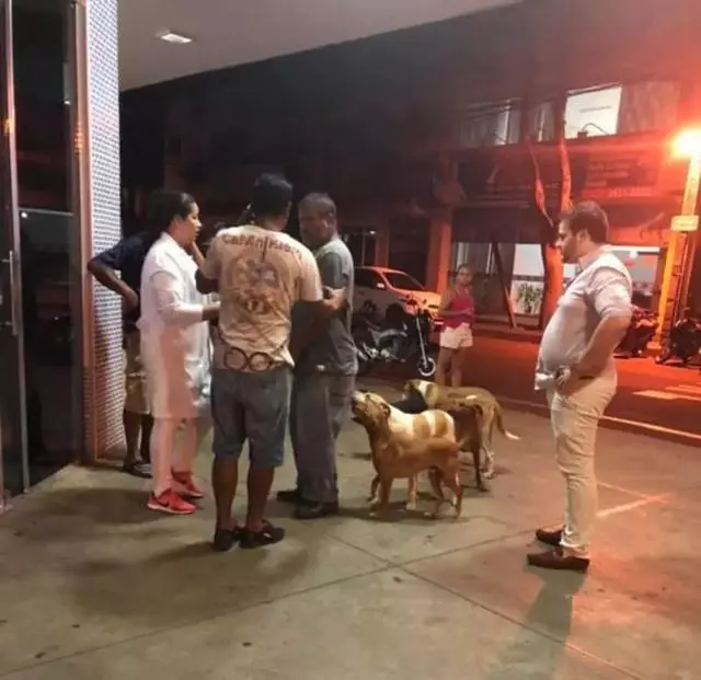 6隻狗狗在救護車後狂奔,它們死守醫院門口只為等主人