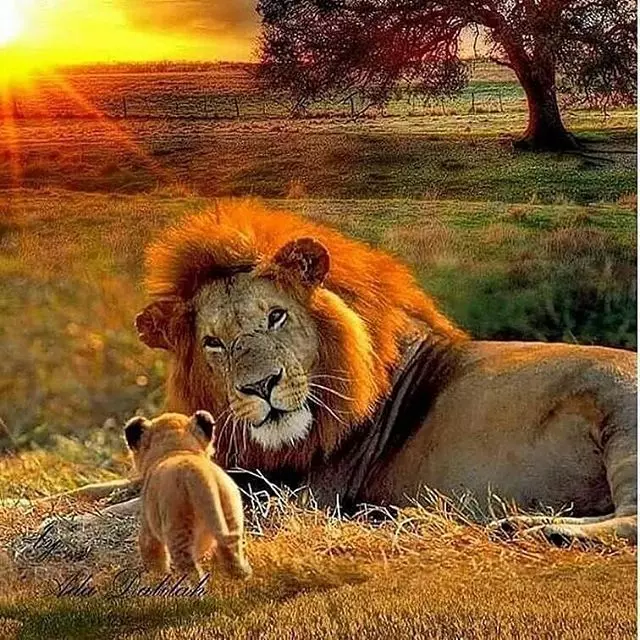 獅子王「變身奶爸」舉白旗投降!帶小孩好累累:老婆快回來R...