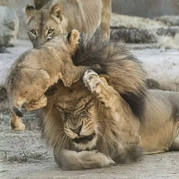 獅子王「變身奶爸」舉白旗投降!帶小孩好累累:老婆快回來R...