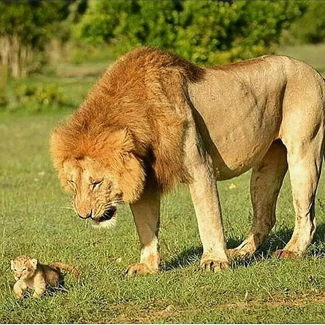 獅子王「變身奶爸」舉白旗投降!帶小孩好累累:老婆快回來R...