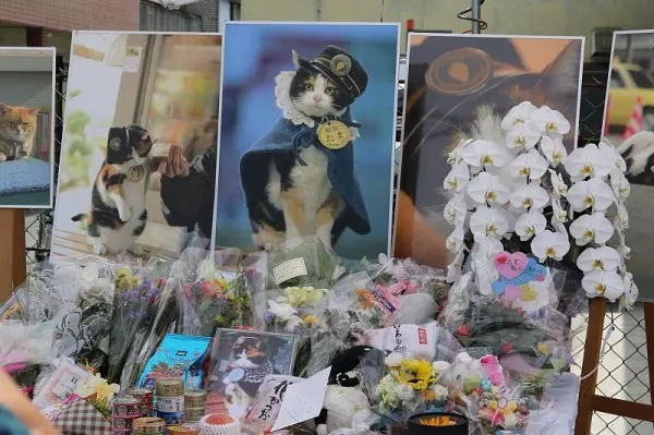 貓站長「就職12周年」紀念日!一開口致詞「霸氣:喵嗚~」網笑:快結束啦
