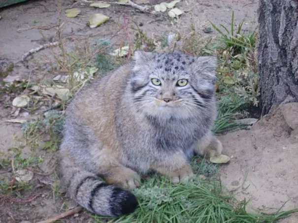 農夫撿到小奶喵開心回家養 一長大「歪出珍獸」才驚覺大條了