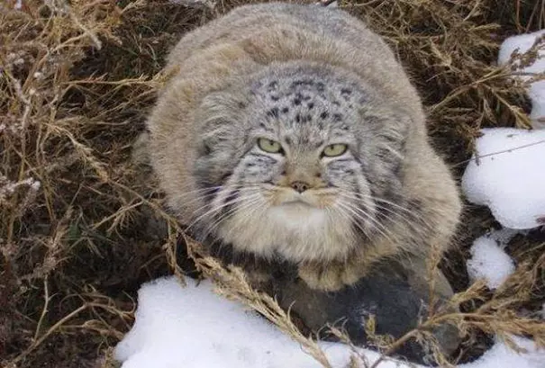 農夫撿到小奶喵開心回家養 一長大「歪出珍獸」才驚覺大條了