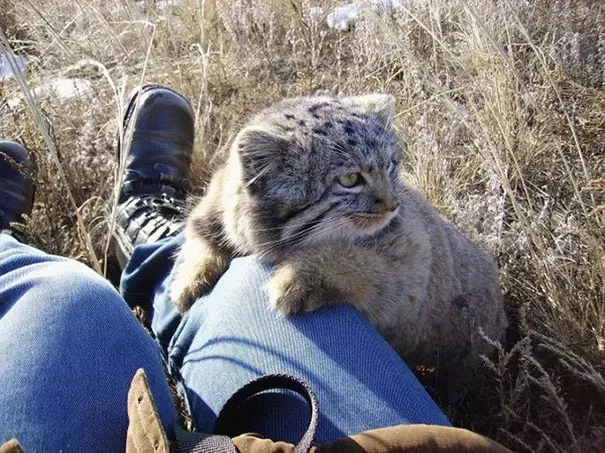 農夫撿到小奶喵開心回家養 一長大「歪出珍獸」才驚覺大條了