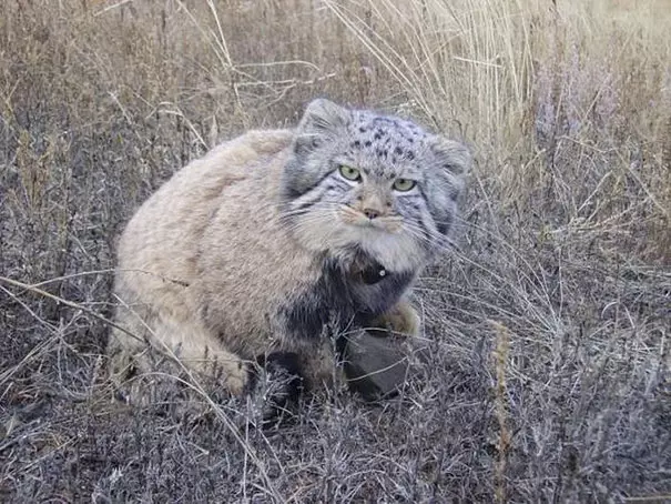 農夫撿到小奶喵開心回家養 一長大「歪出珍獸」才驚覺大條了