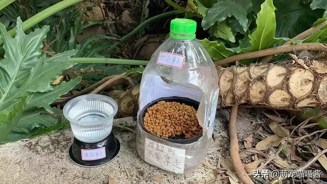 喂流浪貓的食物怕吹走?做一套送給流浪貓的精緻小餐具吧!