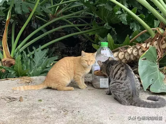 喂流浪貓的食物怕吹走?做一套送給流浪貓的精緻小餐具吧!