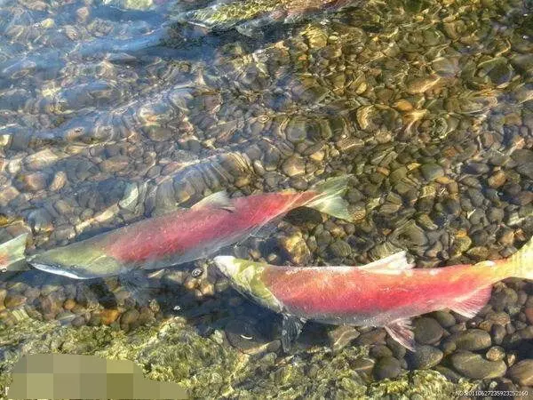 男子釣到一條罕見大紅魚,正洋洋得意時,父親一看就嚇得說「快放生」!原來這魚竟是 ......!