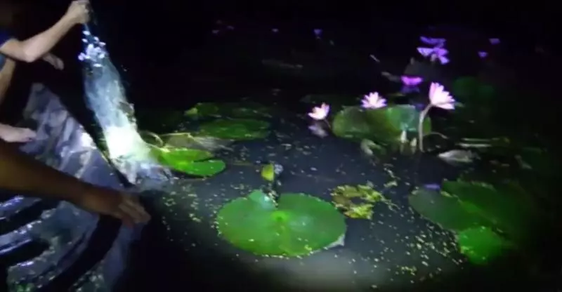 河童現身!?男子蓮花池捕魚突遭「神秘黑爪」秒拖入水中消失!驚悚畫面曝光~