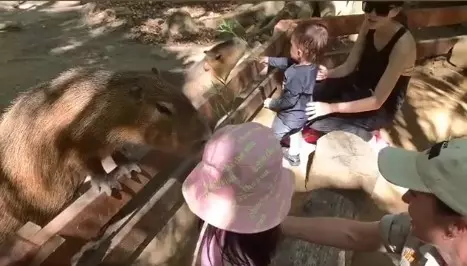 周杰倫一家4口動物園出遊!女兒、兒子餵動物模樣太可愛!Romeo奶音喊「媽咪~」萌炸!