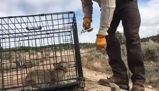 貓咪界中超兇暴的狩獵者!把「短尾貓」錯當家貓,可是會被狠狠地反咬一口噢!