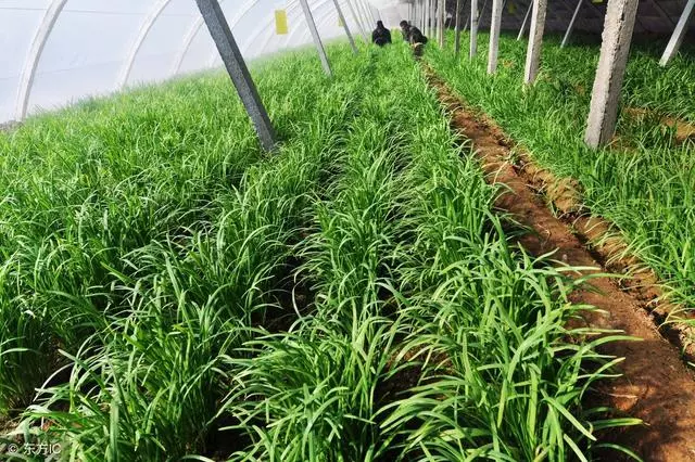 尿酸高的人是應該少吃香菇、豆製品和韭菜嗎?來看看醫生怎麼說