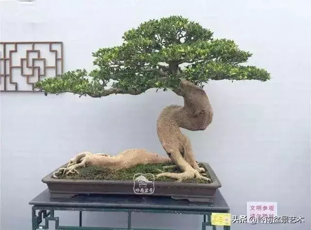大拖根,太美了!!!