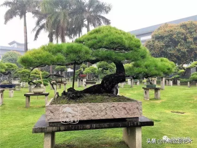 大拖根,太美了!!!